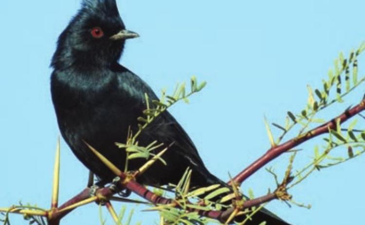Phainopepla