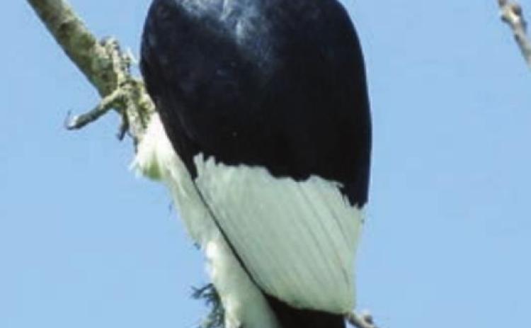 Red-headed woodpecker