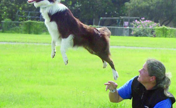 High-flying disc dog
