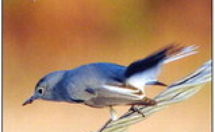 Gnatcatcher