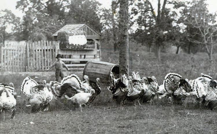 Lou is Melcher’s photo graph of his family’s turkeys being herded by one of his younger brothers in 1892. Courtesy of Fayette Heritage Museum &amp; Archives