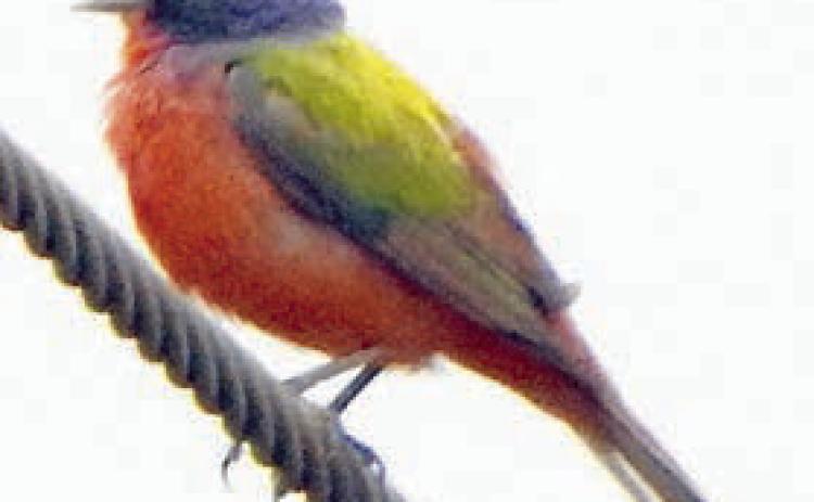 Painted bunting