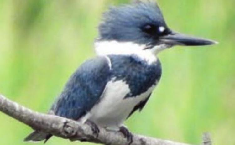A few belted kingfishers can be seen in Schulenburg, but more in the cooler months than in summer.