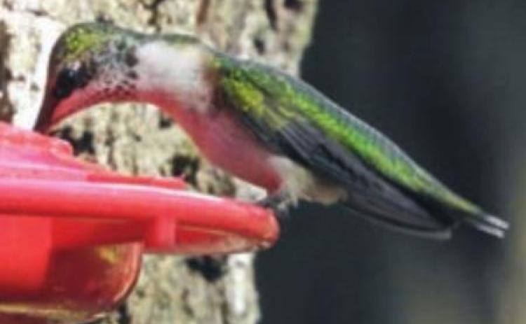 Hummingbirds, shrike