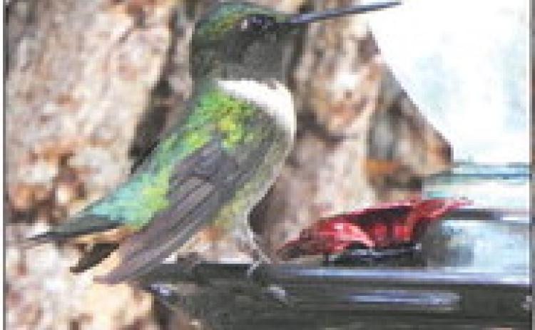 Ruby-throated hummingbird