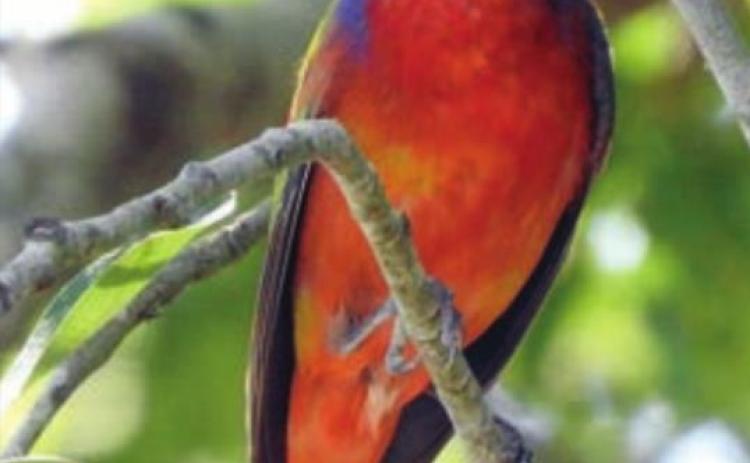 Painted bunting photos