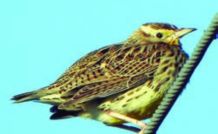 Meadowlark, pine warbler
