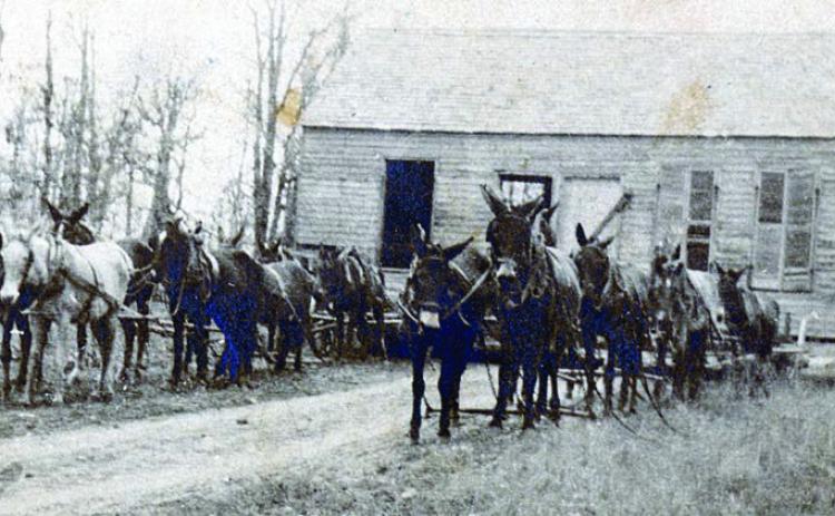 A team of 16 mules was used by Jan Kana to move the old Bluff school house to the Louis Eck home place in 1916. Photo Courtesy of Fayette Heritage Museum &amp; Archives