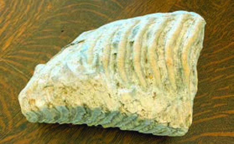 Mammoth ’s tooth found in an area gravel pit many years ago.