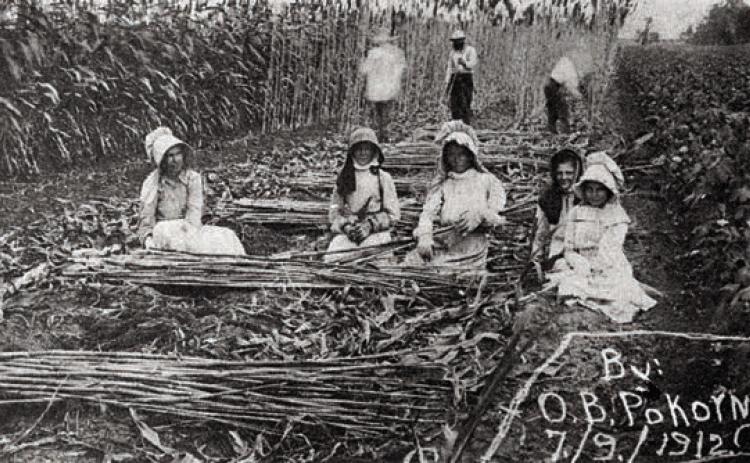 Photograph by O.B. Pokorny, taken on July 9, 1912 of the Frank Pokorny family of Ellinger, along with two relatives, cutting and de-leafing sugar cane for the syrup press. – Courtesy of Fayette Heritage Museum &amp; Archives, La Grange