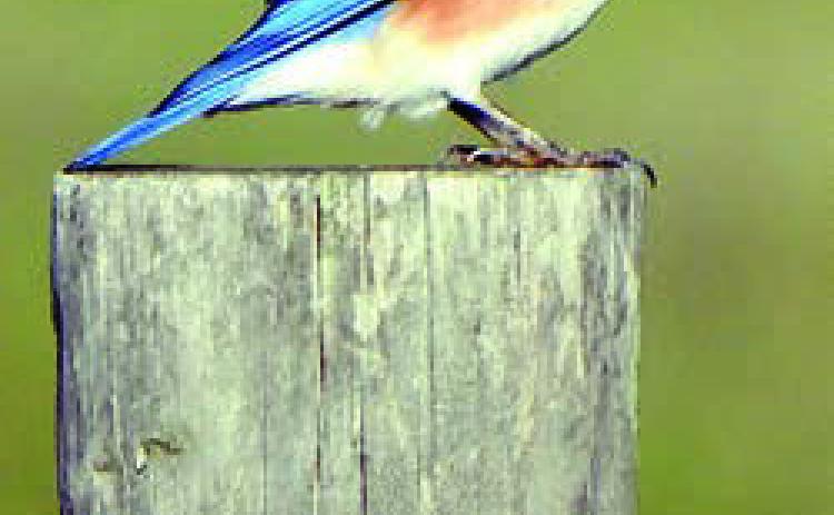 Eastern Bluebirds, Eastern Phoebe