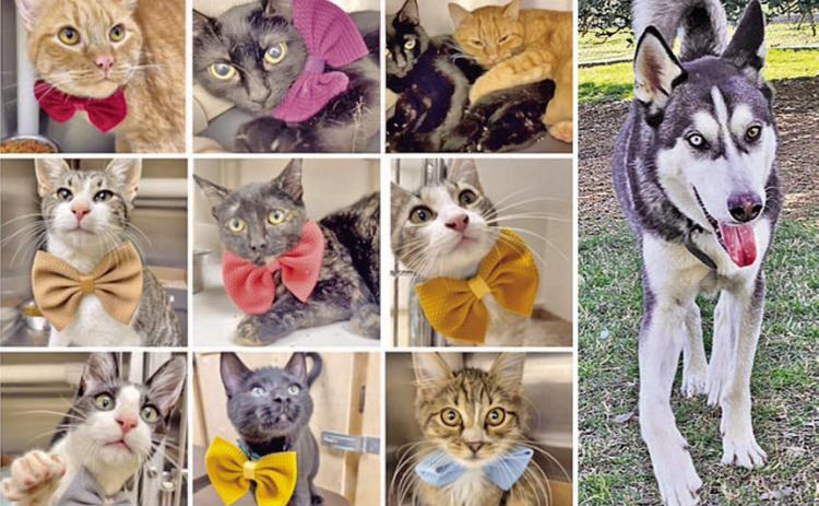 Adoptions from the from the Gardenia E. Janssen Animal Shelter totaled 968 in 2023 – 678 cats and 290 dogs. At left are nine of the cats that came through the shelter doors – some are still available. At right is Thor – a goofy “lovebug” 5-year-old husky – who is also available for adoption.