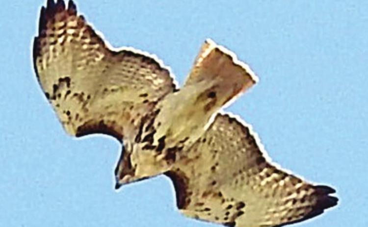 Landa photographs red-tailed hawk