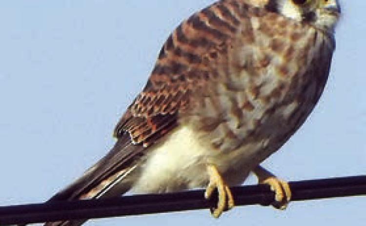 Thanksgiving weekend photos from ‘Schulenbirder’