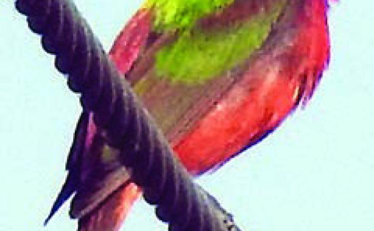Painted buntings