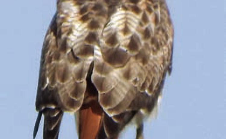 Eastern Bluebirds, Red-tailed Hawk