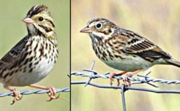 Sparrow photos