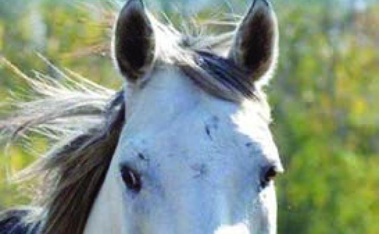 Author to talk about horse racing at Weimar library