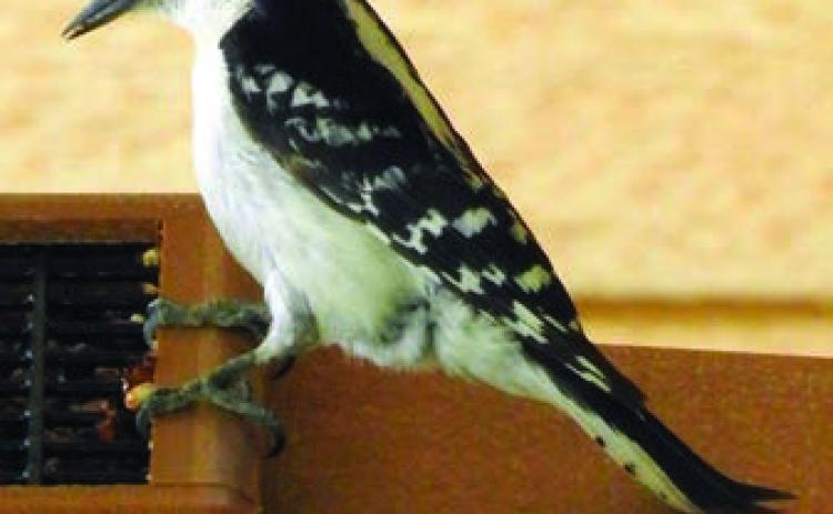 Woodpeckers photographed