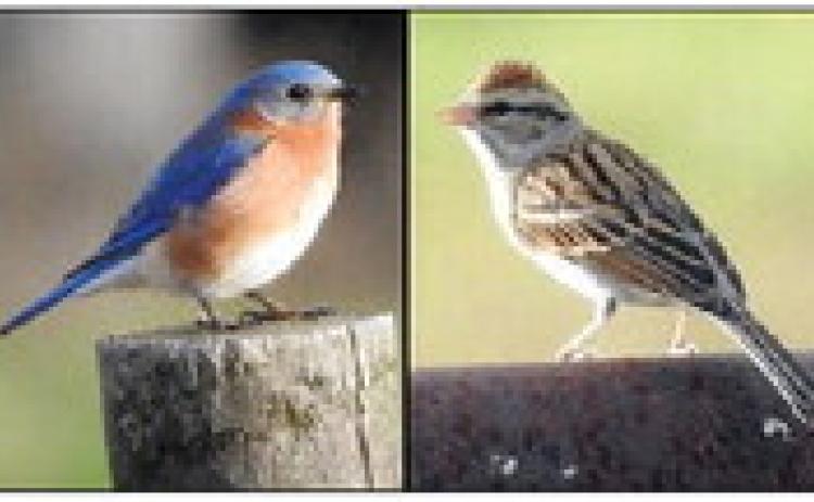 Eastern Bluebirds, Chipping Sparrow