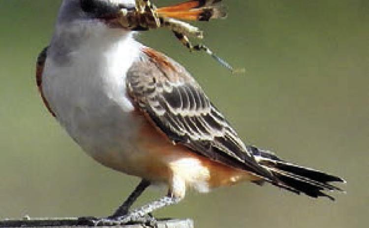 Scissortail flycatcher