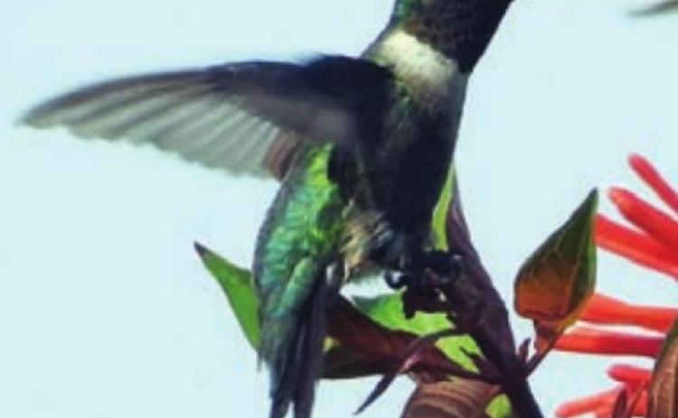 Landa photographs hummingbirds