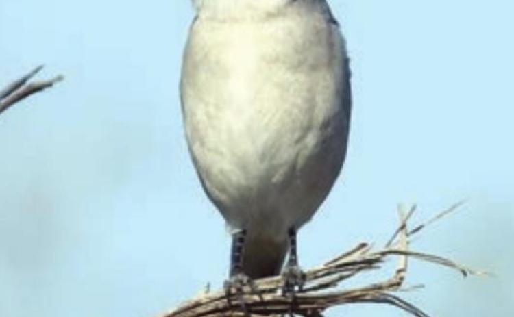 Loggerhead Shrike