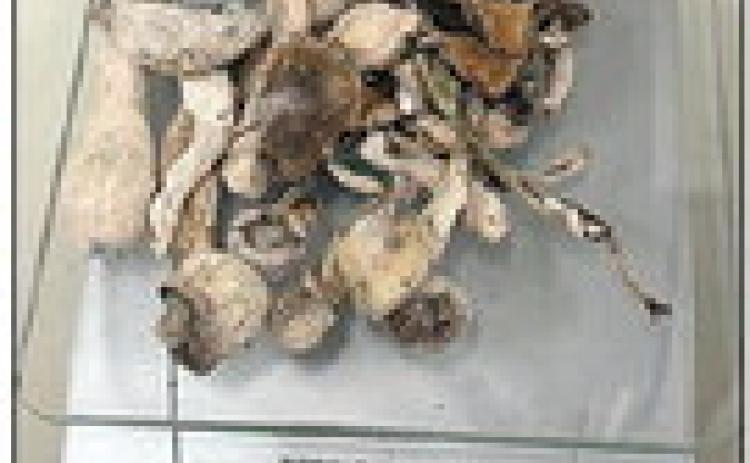 The psilocybin mushrooms, commonly known as magic mushrooms, that were found by SPD officers after a traffic stop are shown on a scale that reads 12 grams.