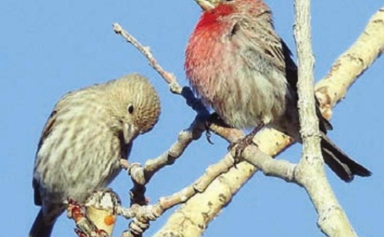 pair of house finches