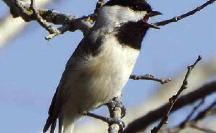 Chickadee, Bluebirds