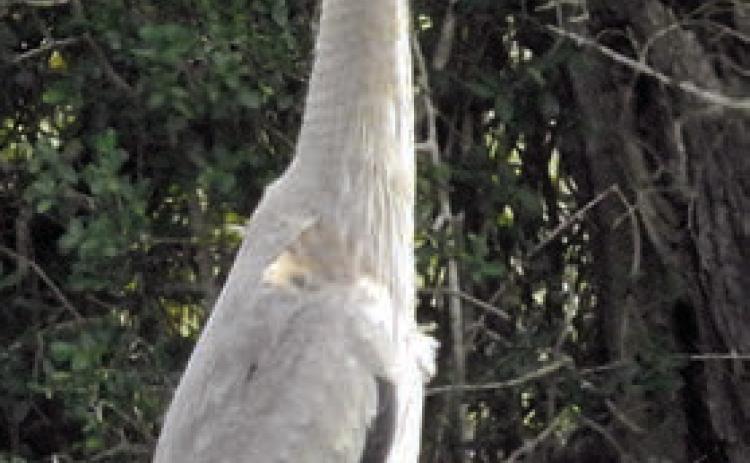 Great blue heron