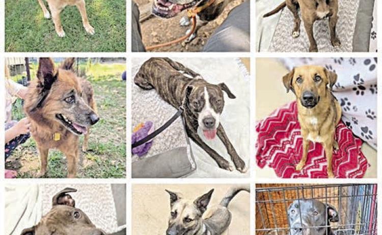 To find out more about pets for adoption from the Gardenia E. Janssen Animal Shelter, call 979-966-0021 or visit www.janssenanimalshelter.org or its Facebook page. Hours are Tuesday thru Saturday 10 a.m. to 4 p.m.