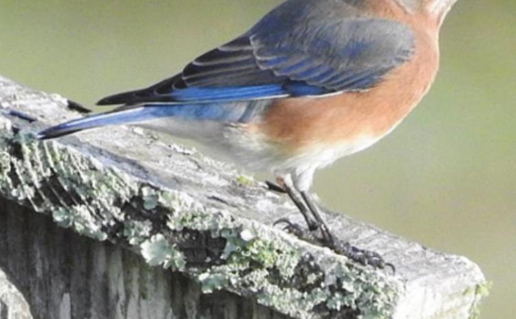 Eastern Bluebird