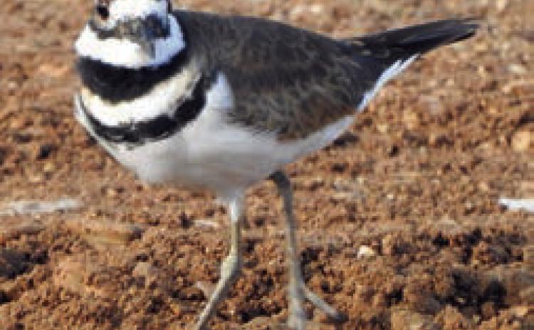 Pair of Killdeer