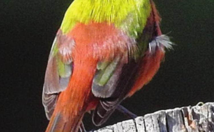 Painted buntings plentiful in the area