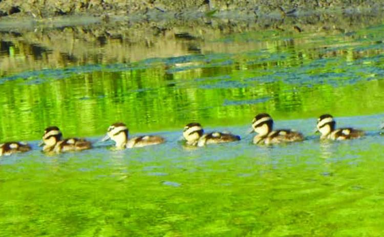 Landa sends duck, butterfly photos