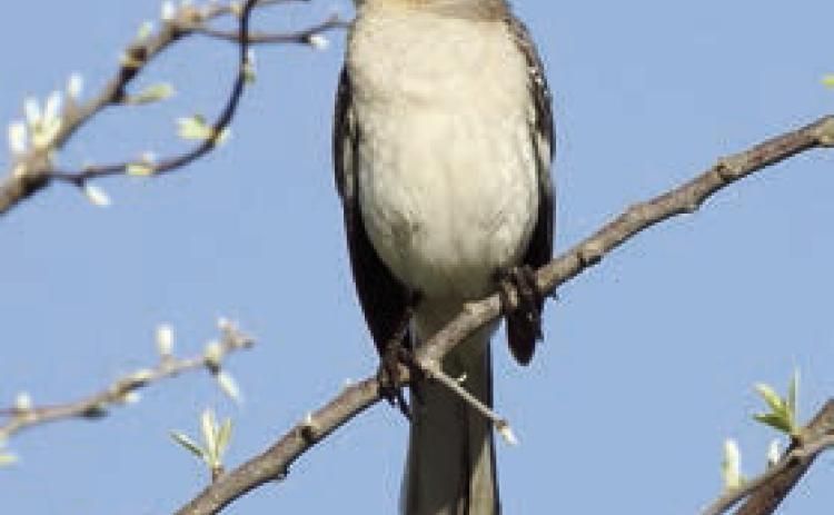 Mockingbird, sparrow photos
