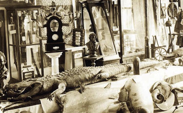 Large taxidermy all igator at Heintze’s Traveling Man’s Museum above August Heintze’s store at 130 North Washington in La Grange, circa 1910s. Photo Courtesy of Fayette Heritage Museum &amp; Archives
