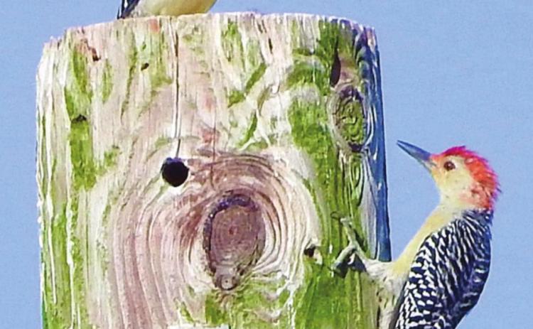 Male and female red-bellied woodpeckers