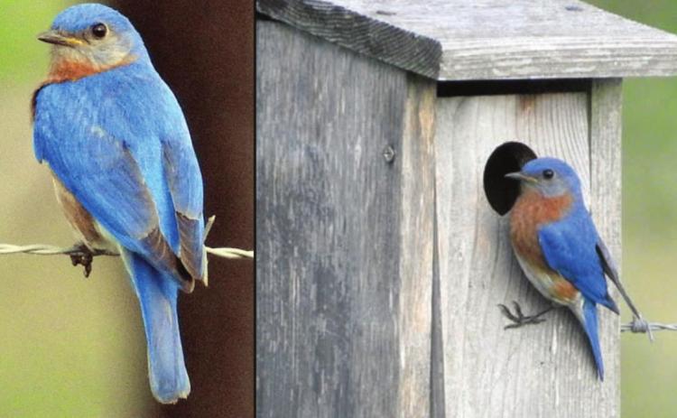 Eastern bluebird, whistling duck