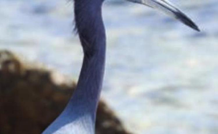 Little blue heron