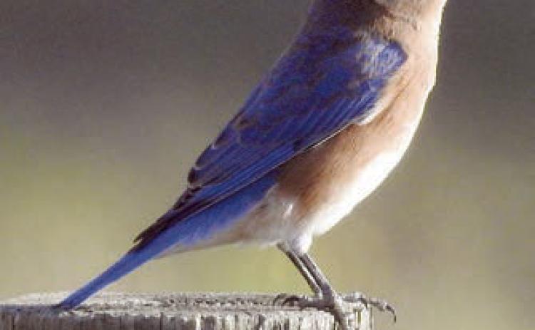 Eastern Bluebird