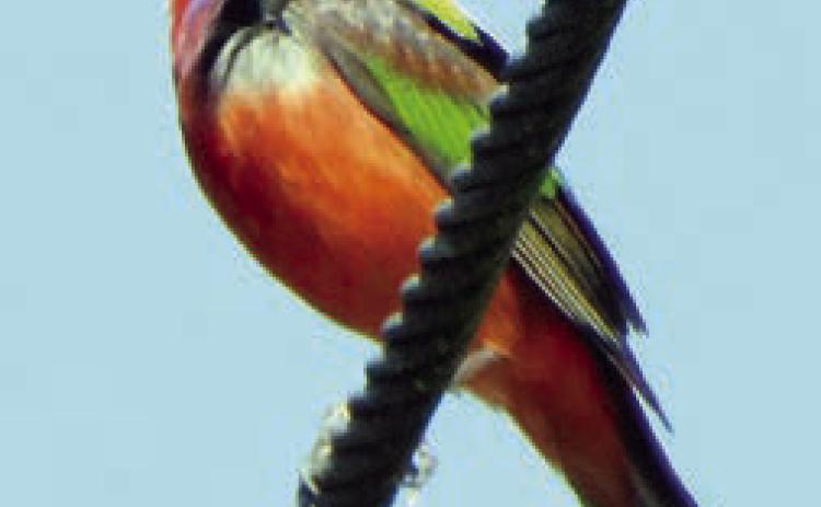 Landa has banner weekend photographing birds