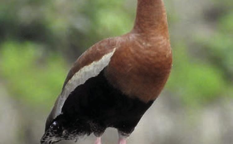 Black-bellied whistling duck