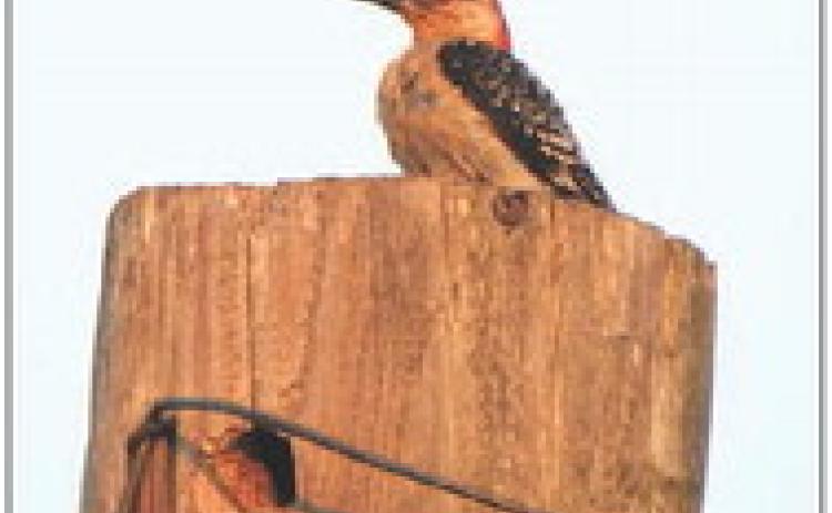 Woodpecker
