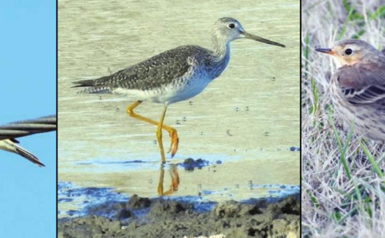 Three bird species common to Schulenburg
