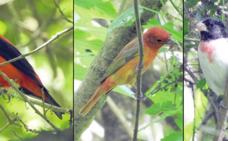 Landa photographs migrating birds