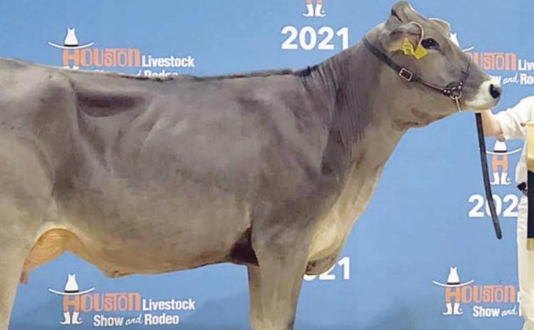 LANDRY ZAPALAC – Junior Champion Brown Swiss, Reserve Champion Brown Swiss Cow, Grand Champion Brown Swiss, and Junior Champion Brown Swiss Showmanship