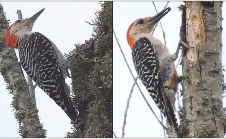 Red-bellied woodpecker