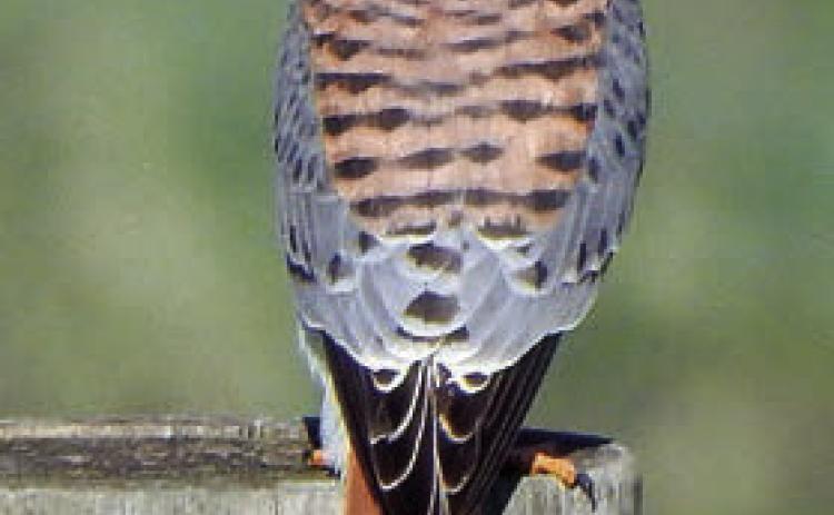 American Kestrel